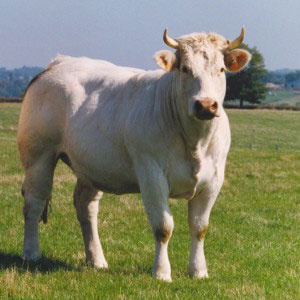 Charolais du Bourbonnais Label Rouge